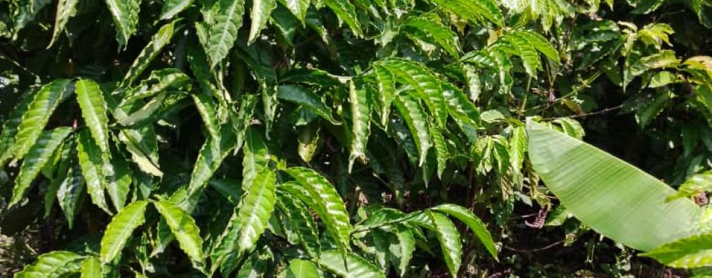 Coffee farming in Nwoya